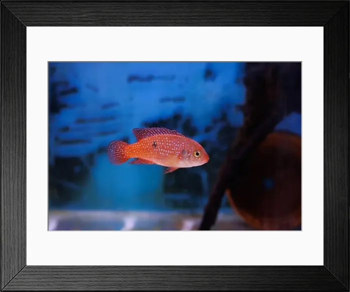 Framed Print : Blood-Red Jewel Cichlid - Hemichromis lifalili Framed Print : Blood-Red Jewel Cichlid - Hemichromis lifalili