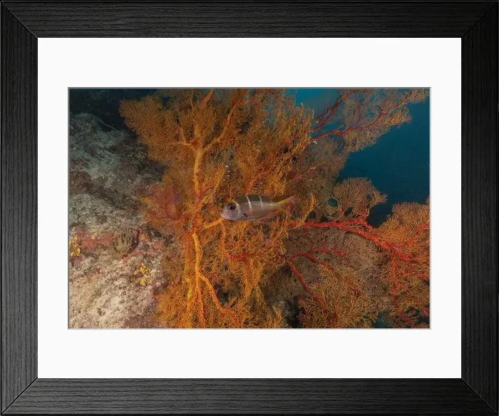 Framed Print : Coral reef and water plants at the Tubbataha Reefs, Philippines Framed Print : Coral reef and water plants at the Tubbataha Reefs, Philippines
