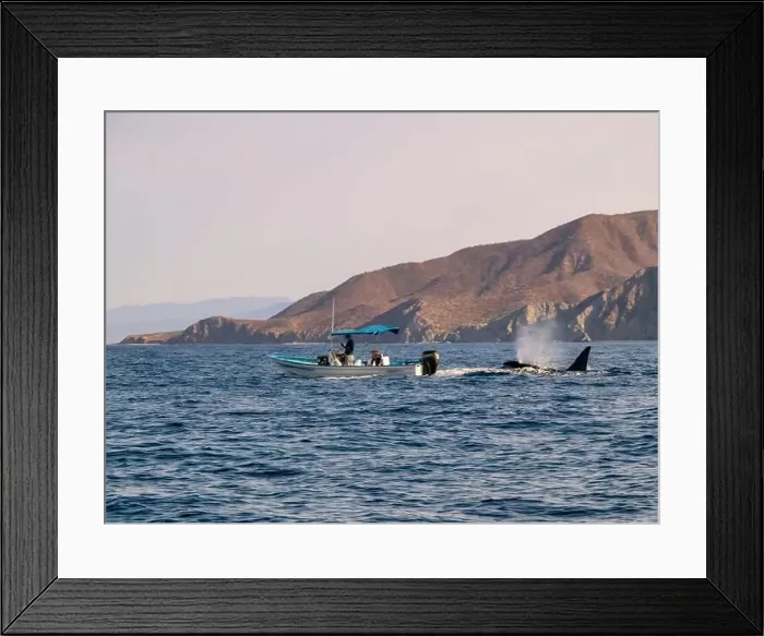Framed Print : A pod of Killer Whales (Orcinus orca) near tourist boats in the Sea of Cortez, Mexico Framed Print : A pod of Killer Whales (Orcinus orca) near tourist boats in the Sea of Cortez, Mexico