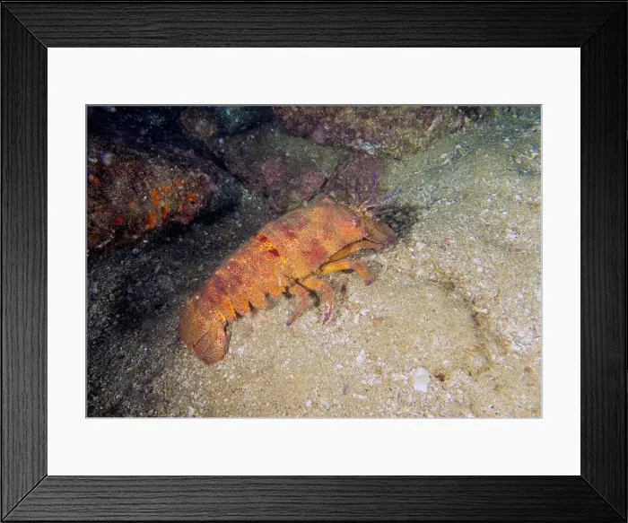 Framed Print : A Galapagos Slipper Lobster (Scyllarides astori) in Baja California Sur, Mexico Framed Print : A Galapagos Slipper Lobster (Scyllarides astori) in Baja California Sur, Mexico