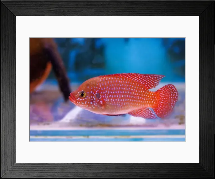 Framed Print : Blood-Red Jewel Cichlid - Hemichromis lifalili Framed Print : Blood-Red Jewel Cichlid - Hemichromis lifalili