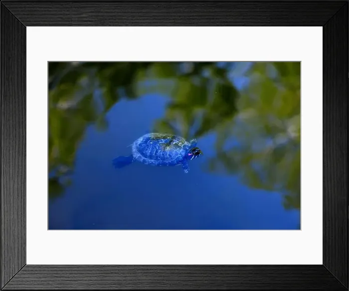 Framed Print : Close-up of Freshwater Turtle is swimming in the lake Framed Print : Close-up of Freshwater Turtle is swimming in the lake