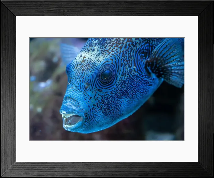 Framed Print : Portrait of a Map Puffer (Arothron mappa) Fish Framed Print : Portrait of a Map Puffer (Arothron mappa) Fish
