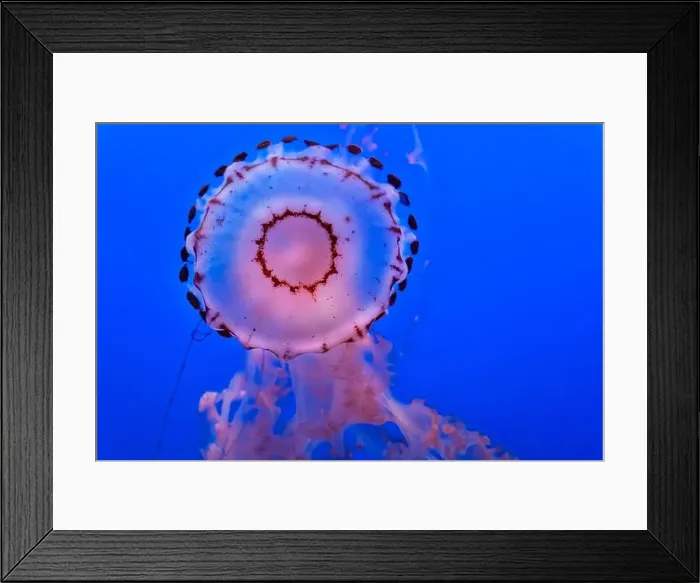 Framed Print : Purple striped jelly fish on blue background Framed Print : Purple striped jelly fish on blue background