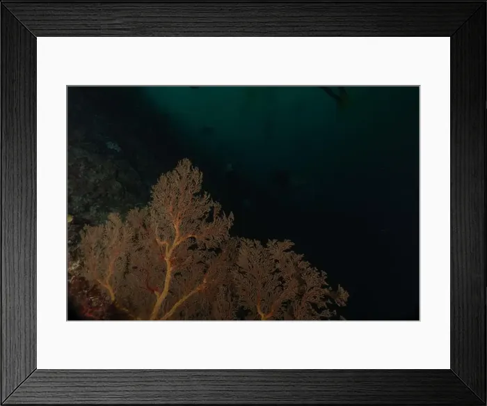 Framed Print : Coral reef and water plants at the Tubbataha Reefs, Philippines Framed Print : Coral reef and water plants at the Tubbataha Reefs, Philippines