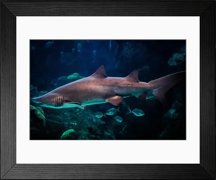 Framed Print : A sand tiger shark in dark ocean water Framed Print : A sand tiger shark in dark ocean water