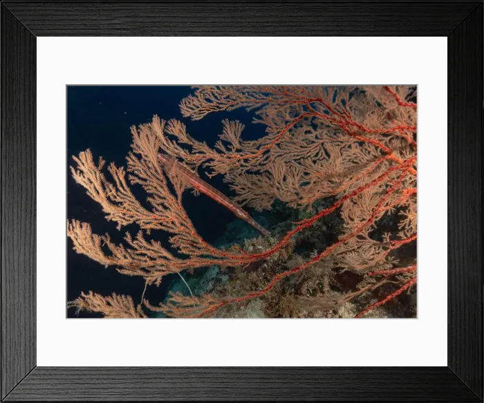 Framed Print : Coral reef and water plants at the Tubbataha Reefs, Philippines Framed Print : Coral reef and water plants at the Tubbataha Reefs, Philippines