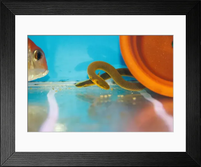Framed Print : The reedfish, ropefish, or snakefish - (Erpetoichthys calabaricus), photographing in freshwater aquarium tank Framed Print : The reedfish, ropefish, or snakefish - (Erpetoichthys calabaricus), photographing in freshwater aquarium tank