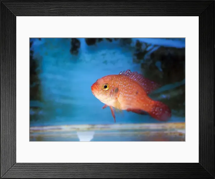 Framed Print : Blood-Red Jewel Cichlid - Hemichromis lifalili Framed Print : Blood-Red Jewel Cichlid - Hemichromis lifalili