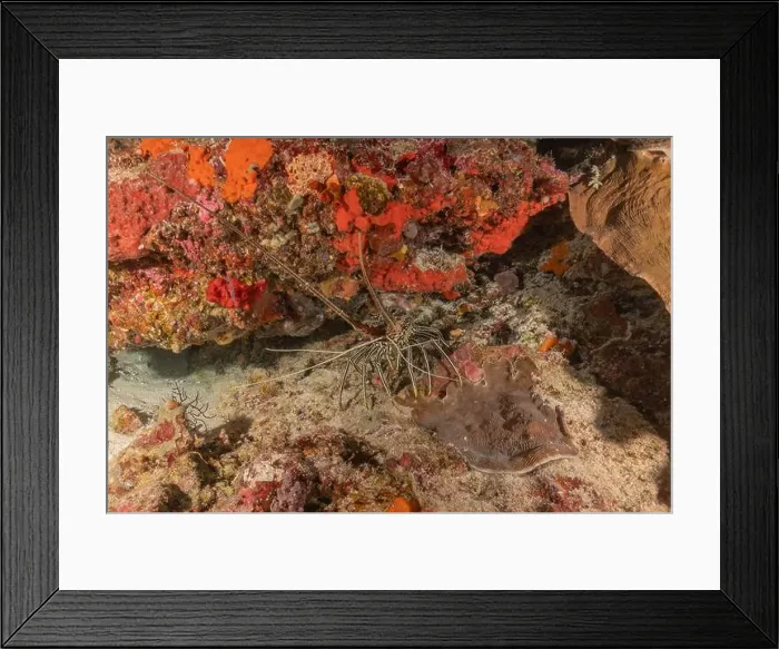 Framed Print : Painted Lobster(Panulirus versicolor) at the Tubbataha Reef National Park Philippines Framed Print : Painted Lobster(Panulirus versicolor) at the Tubbataha Reef National Park Philippines