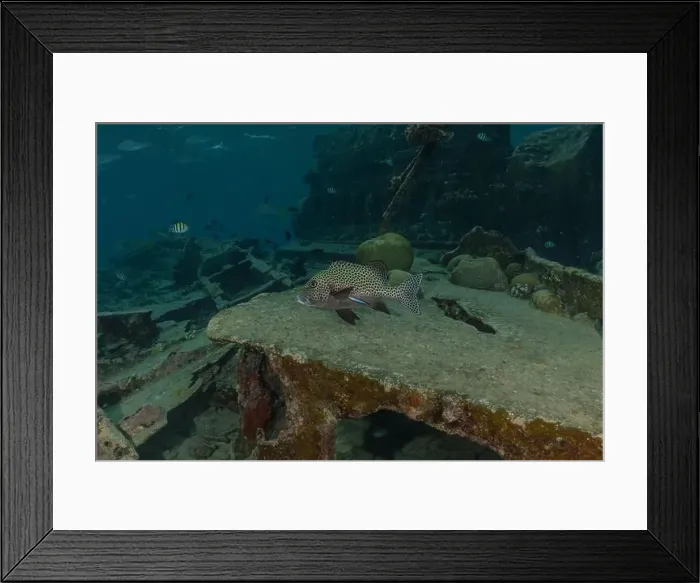 Framed Print : Fish swim at the Tubbataha Reefs national park Philippines Framed Print : Fish swim at the Tubbataha Reefs national park Philippines
