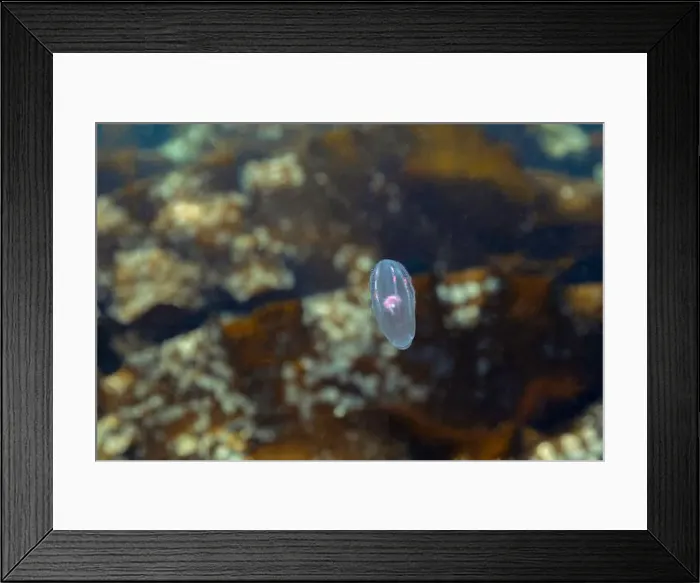 Framed Print : Jelly fish in the coast of the Northwest Pacific Ocean Framed Print : Jelly fish in the coast of the Northwest Pacific Ocean