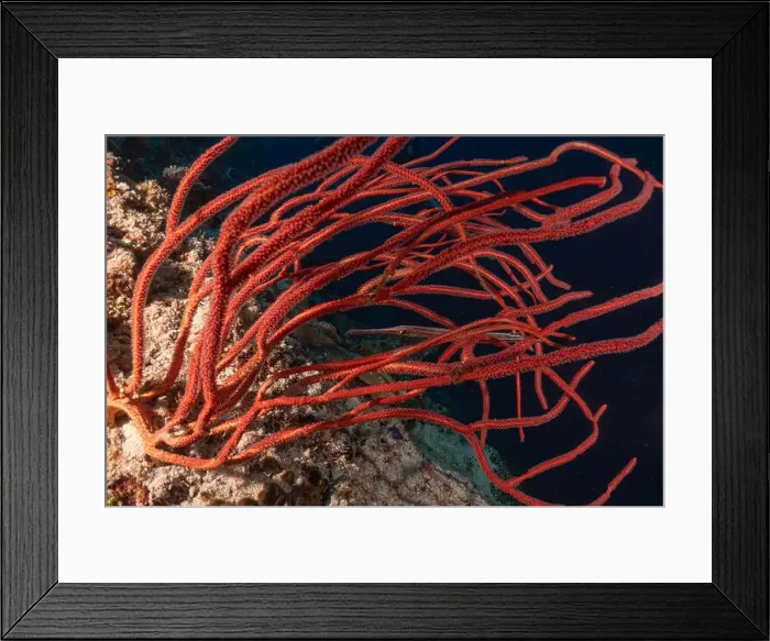 Framed Print : Coral reef and water plants at the Tubbataha Reefs, Philippines Framed Print : Coral reef and water plants at the Tubbataha Reefs, Philippines
