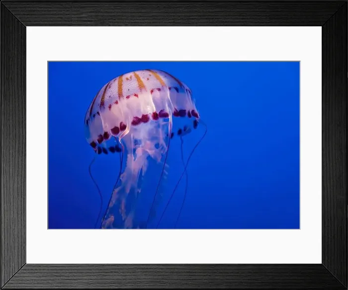 Framed Print : Purple striped jelly fish on blue background Framed Print : Purple striped jelly fish on blue background