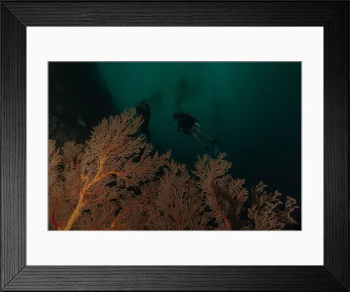 Framed Print : Coral reef and water plants at the Tubbataha Reefs, Philippines Framed Print : Coral reef and water plants at the Tubbataha Reefs, Philippines
