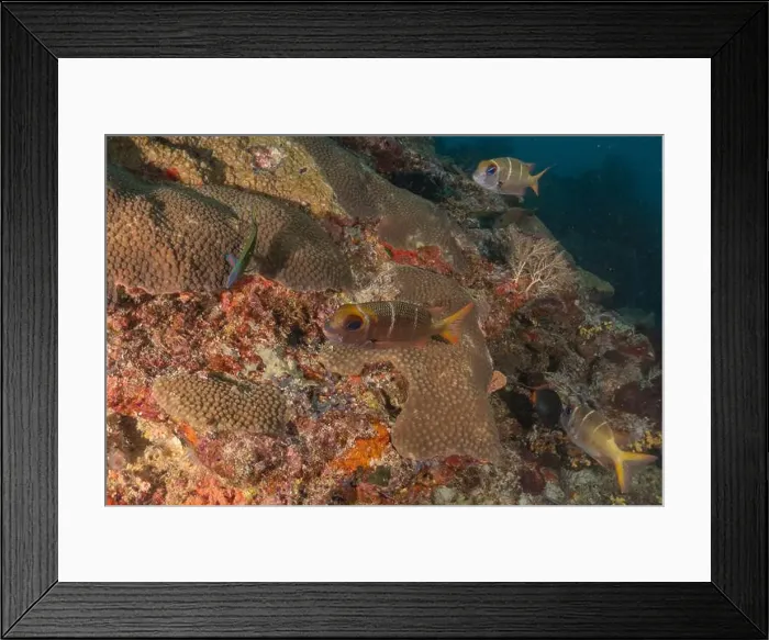 Framed Print : Coral reef and water plants at the Tubbataha Reefs, Philippines Framed Print : Coral reef and water plants at the Tubbataha Reefs, Philippines