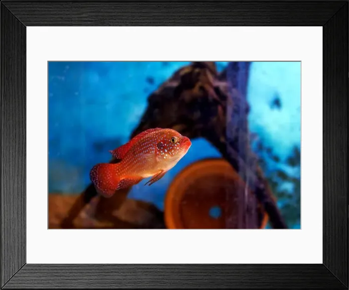 Framed Print : Blood-Red Jewel Cichlid - Hemichromis lifalili Framed Print : Blood-Red Jewel Cichlid - Hemichromis lifalili