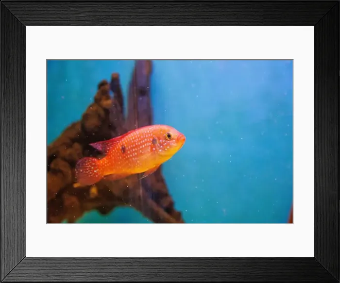 Framed Print : Blood-Red Jewel Cichlid - Hemichromis lifalili