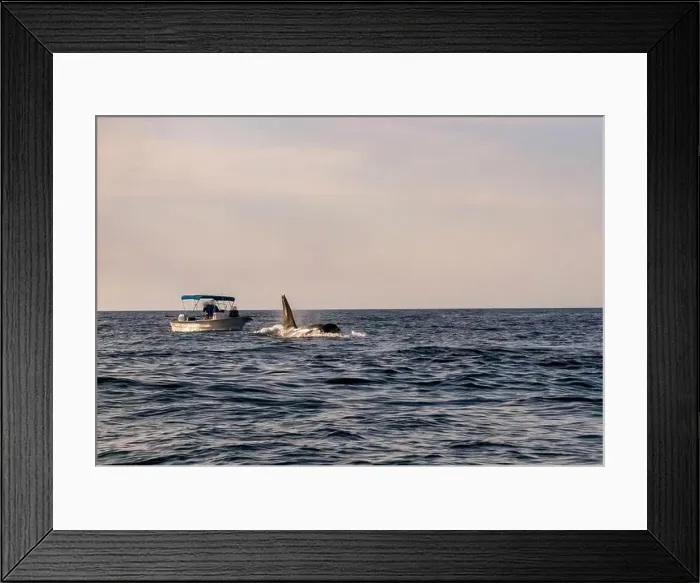 Framed Print : A pod of Killer Whales (Orcinus orca) near tourist boats in the Sea of Cortez, Mexico Framed Print : A pod of Killer Whales (Orcinus orca) near tourist boats in the Sea of Cortez, Mexico