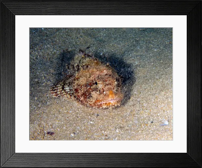 Framed Print : A California Scorpionfish (Scorpaena guttata) in Baja California Sur, Mexico
