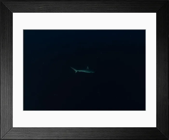 Framed Print : Thresher Shark swimming at the Tubbataha Reefs Philippines Framed Print : Thresher Shark swimming at the Tubbataha Reefs Philippines