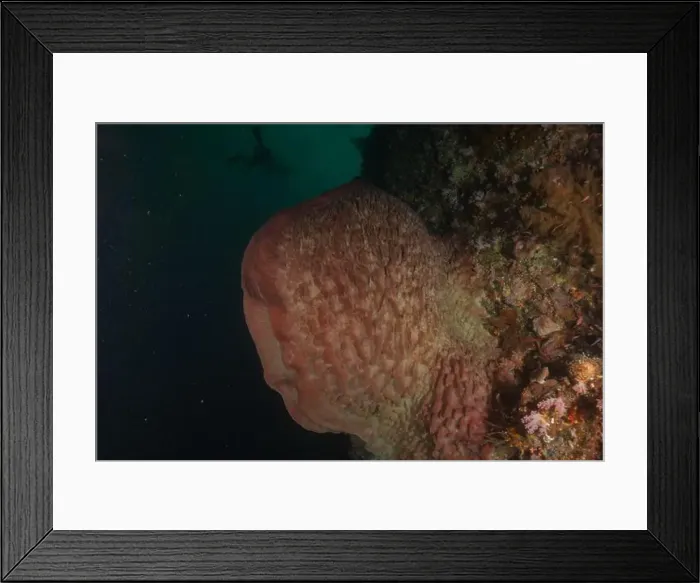 Framed Print : Coral reef and water plants at the Tubbataha Reefs, Philippines Framed Print : Coral reef and water plants at the Tubbataha Reefs, Philippines