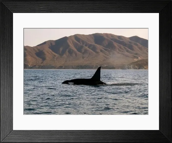 Framed Print : A pod of Killer Whales (Orcinus orca) near tourist boats in the Sea of Cortez, Mexico Framed Print : A pod of Killer Whales (Orcinus orca) near tourist boats in the Sea of Cortez, Mexico
