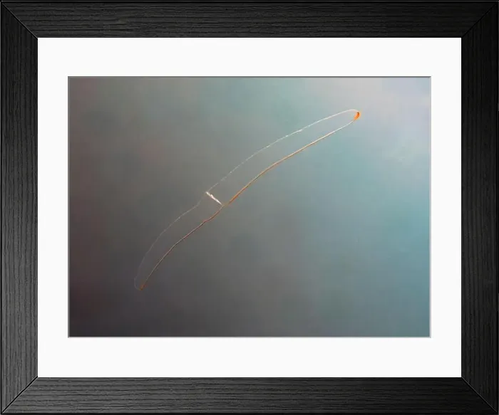 Framed Print : A Venus Girdle (Cestum veneris) in the Pacific Ocean in Baja California Sur, Mexico Framed Print : A Venus Girdle (Cestum veneris) in the Pacific Ocean in Baja California Sur, Mexico