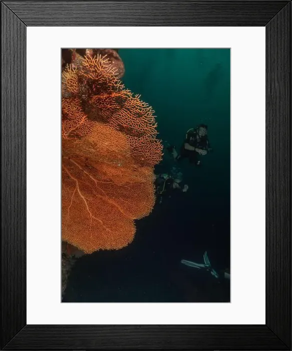 Framed Print : Coral reef and water plants at the Tubbataha Reefs, Philippines Framed Print : Coral reef and water plants at the Tubbataha Reefs, Philippines