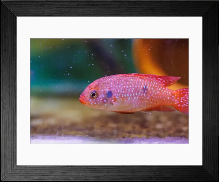 Framed Print : Blood-Red Jewel Cichlid - Hemichromis lifalili Framed Print : Blood-Red Jewel Cichlid - Hemichromis lifalili