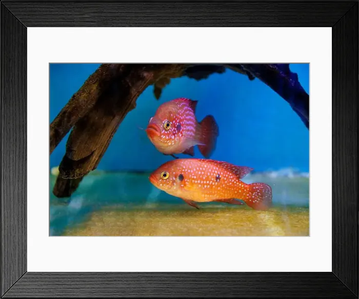 Framed Print : Blood-Red Jewel Cichlid - Hemichromis lifalili Framed Print : Blood-Red Jewel Cichlid - Hemichromis lifalili
