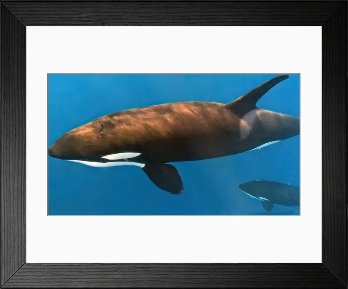 Framed Print : An adult male Killer Whale (Orcinus orca) in the Sea of Cortez, Mexico Framed Print : An adult male Killer Whale (Orcinus orca) in the Sea of Cortez, Mexico
