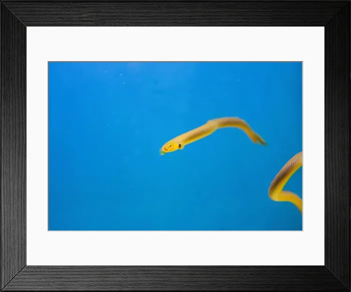 Framed Print : The reedfish, ropefish, or snakefish - (Erpetoichthys calabaricus), photographing in freshwater aquarium tank Framed Print : The reedfish, ropefish, or snakefish - (Erpetoichthys calabaricus), photographing in freshwater aquarium tank