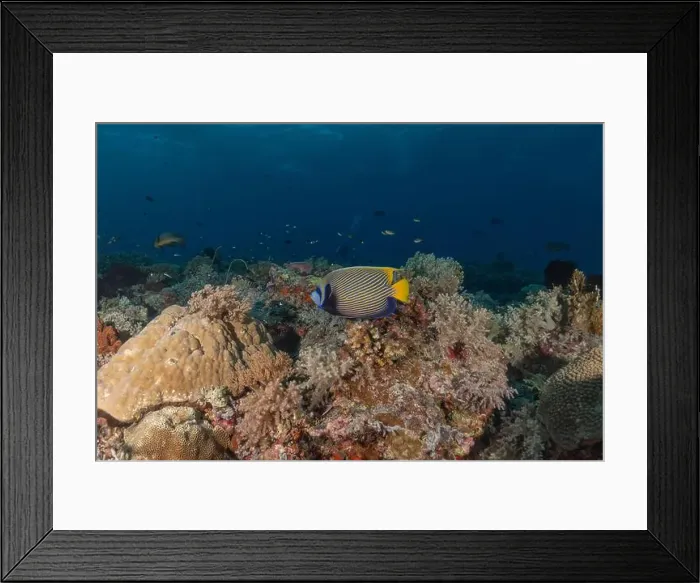 Framed Print : Fish swim at the Tubbataha Reefs national park Philippines Framed Print : Fish swim at the Tubbataha Reefs national park Philippines