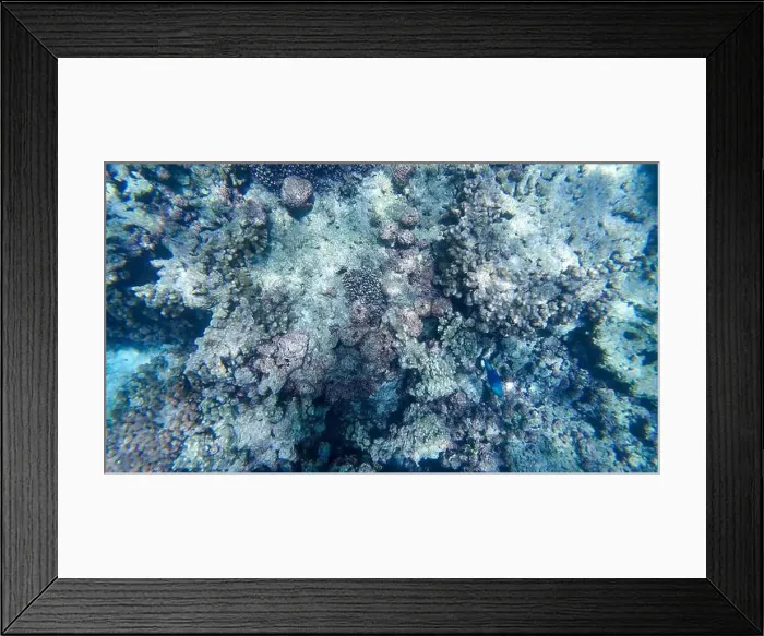 Framed Print : Photography of fish and corals in Oman near Muscat during spring sunny day Framed Print : Photography of fish and corals in Oman near Muscat during spring sunny day