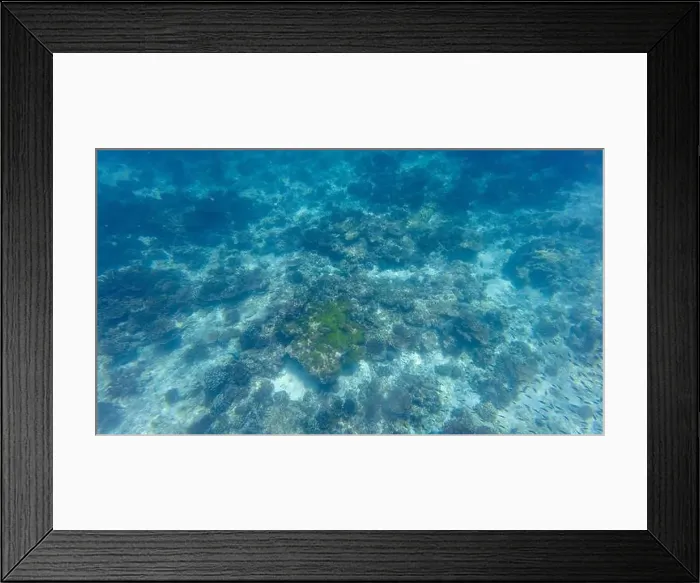 Framed Print : Photography of fish and corals in Oman near Muscat during spring sunny day Framed Print : Photography of fish and corals in Oman near Muscat during spring sunny day