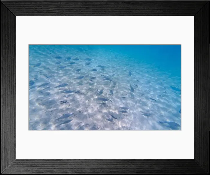 Framed Print : Photography of fish and corals in Oman near Muscat during spring sunny day Framed Print : Photography of fish and corals in Oman near Muscat during spring sunny day