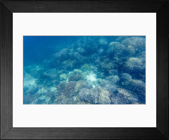 Framed Print : Photography of fish and corals in Oman near Muscat during spring sunny day Framed Print : Photography of fish and corals in Oman near Muscat during spring sunny day