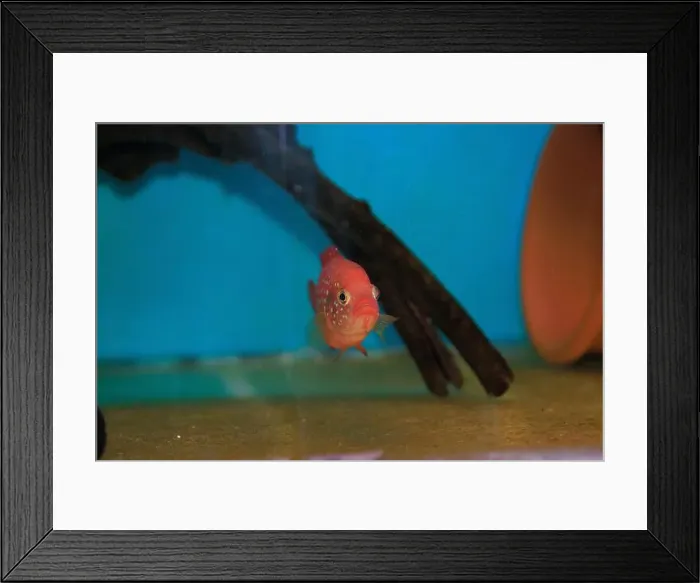 Framed Print : Blood-Red Jewel Cichlid - Hemichromis lifalili Framed Print : Blood-Red Jewel Cichlid - Hemichromis lifalili