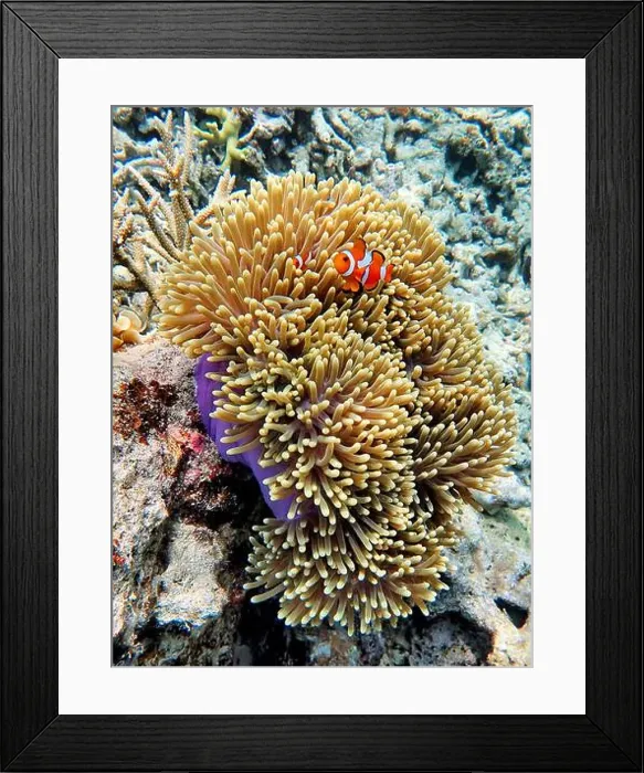 Framed Print : Indonesia Anambas Islands - Clownfish and Sea Anemone - Amphiprioninae Framed Print : Indonesia Anambas Islands - Clownfish and Sea Anemone - Amphiprioninae