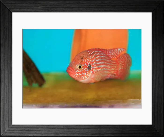 Framed Print : Blood-Red Jewel Cichlid - Hemichromis lifalili Framed Print : Blood-Red Jewel Cichlid - Hemichromis lifalili