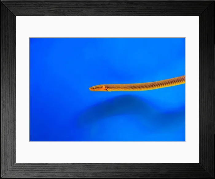 Framed Print : The reedfish, ropefish, or snakefish - (Erpetoichthys calabaricus), photographing in freshwater aquarium tank Framed Print : The reedfish, ropefish, or snakefish - (Erpetoichthys calabaricus), photographing in freshwater aquarium tank