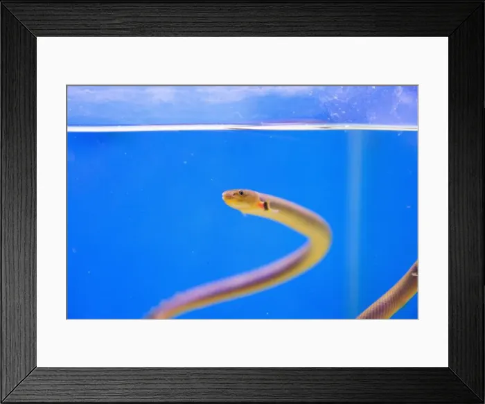 Framed Print : The reedfish, ropefish, or snakefish - (Erpetoichthys calabaricus), photographing in freshwater aquarium tank Framed Print : The reedfish, ropefish, or snakefish - (Erpetoichthys calabaricus), photographing in freshwater aquarium tank