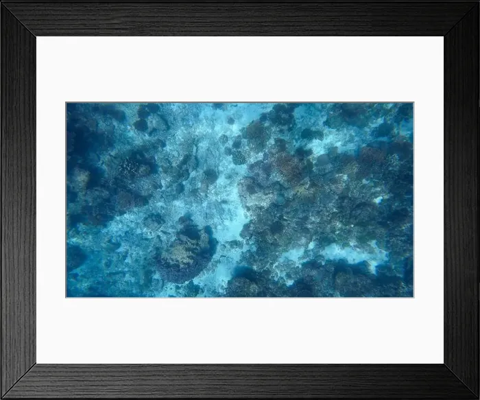 Framed Print : Photography of fish and corals in Oman near Muscat during spring sunny day Framed Print : Photography of fish and corals in Oman near Muscat during spring sunny day