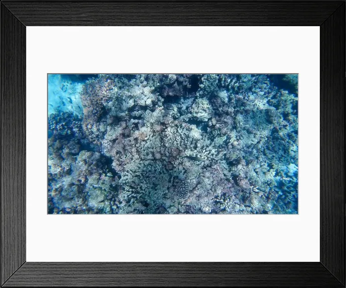 Framed Print : Photography of fish and corals in Oman near Muscat during spring sunny day Framed Print : Photography of fish and corals in Oman near Muscat during spring sunny day