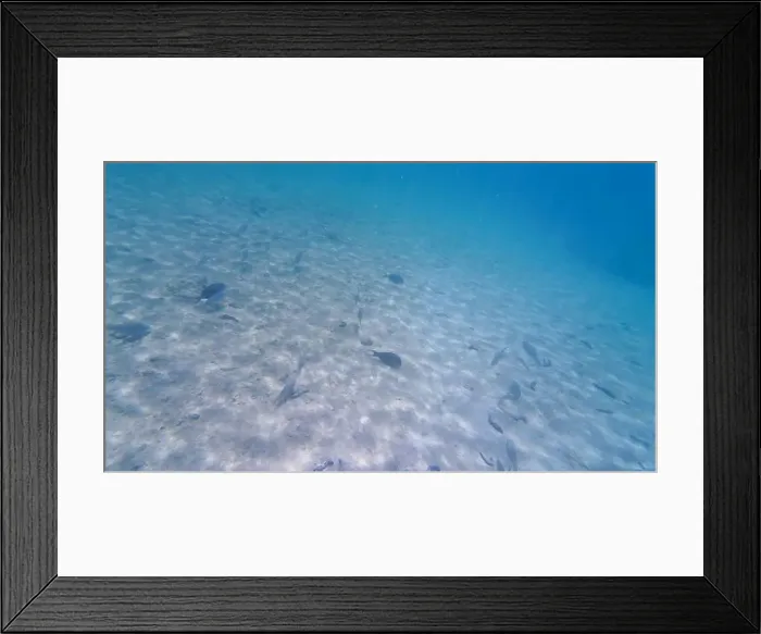 Framed Print : Photography of fish and corals in Oman near Muscat during spring sunny day Framed Print : Photography of fish and corals in Oman near Muscat during spring sunny day