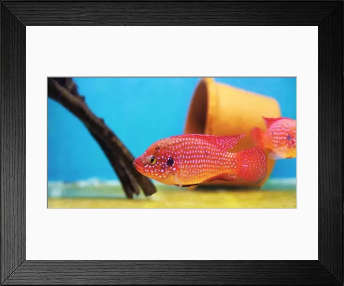 Framed Print : Blood-Red Jewel Cichlid - Hemichromis lifalili Framed Print : Blood-Red Jewel Cichlid - Hemichromis lifalili