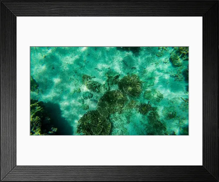 Framed Print : Photography of fish and corals in Oman near Muscat during spring sunny day Framed Print : Photography of fish and corals in Oman near Muscat during spring sunny day