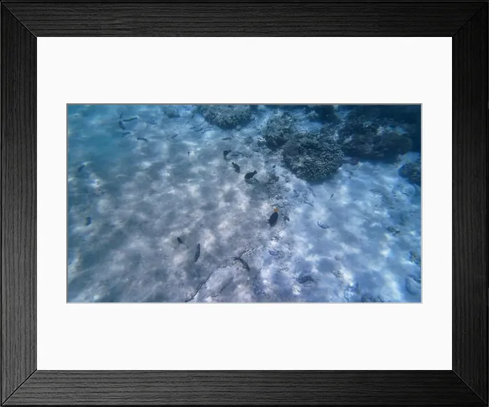 Framed Print : Photography of fish and corals in Oman near Muscat during spring sunny day Framed Print : Photography of fish and corals in Oman near Muscat during spring sunny day