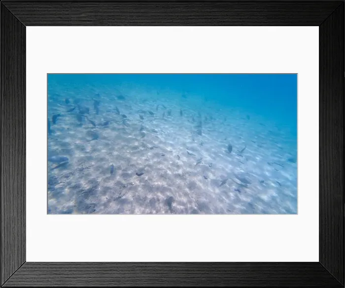 Framed Print : Photography of fish and corals in Oman near Muscat during spring sunny day Framed Print : Photography of fish and corals in Oman near Muscat during spring sunny day